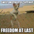 kitty freedom