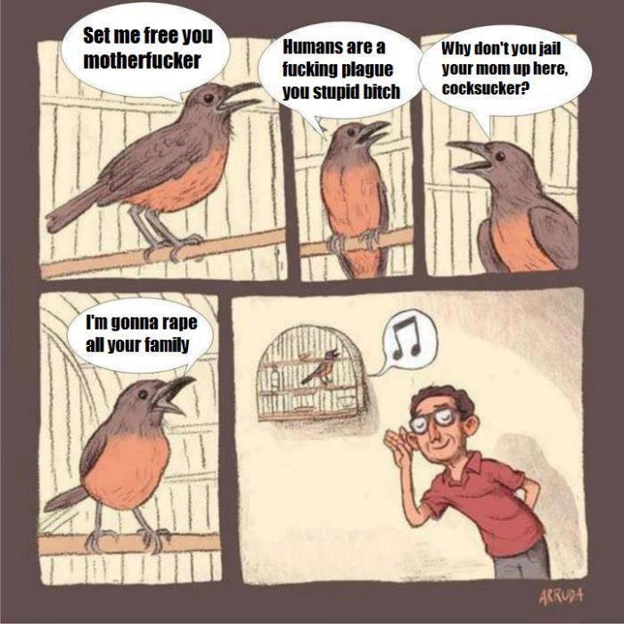Angry Birds xD - meme