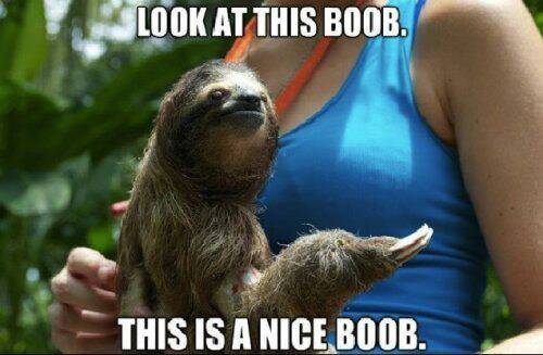 Sloths are cute... - meme