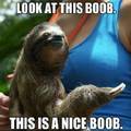 Sloths are cute...