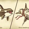 Orca asesina (Saludos a la maggo y a david olveraca)