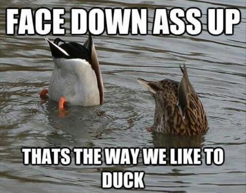 Quit ducking around - meme