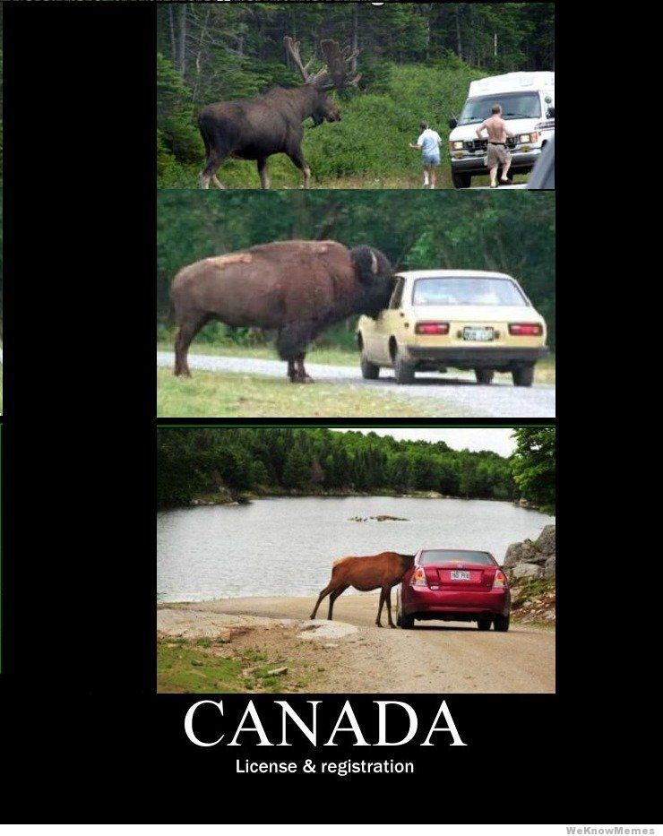 license and registration moose - meme