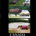 license and registration moose