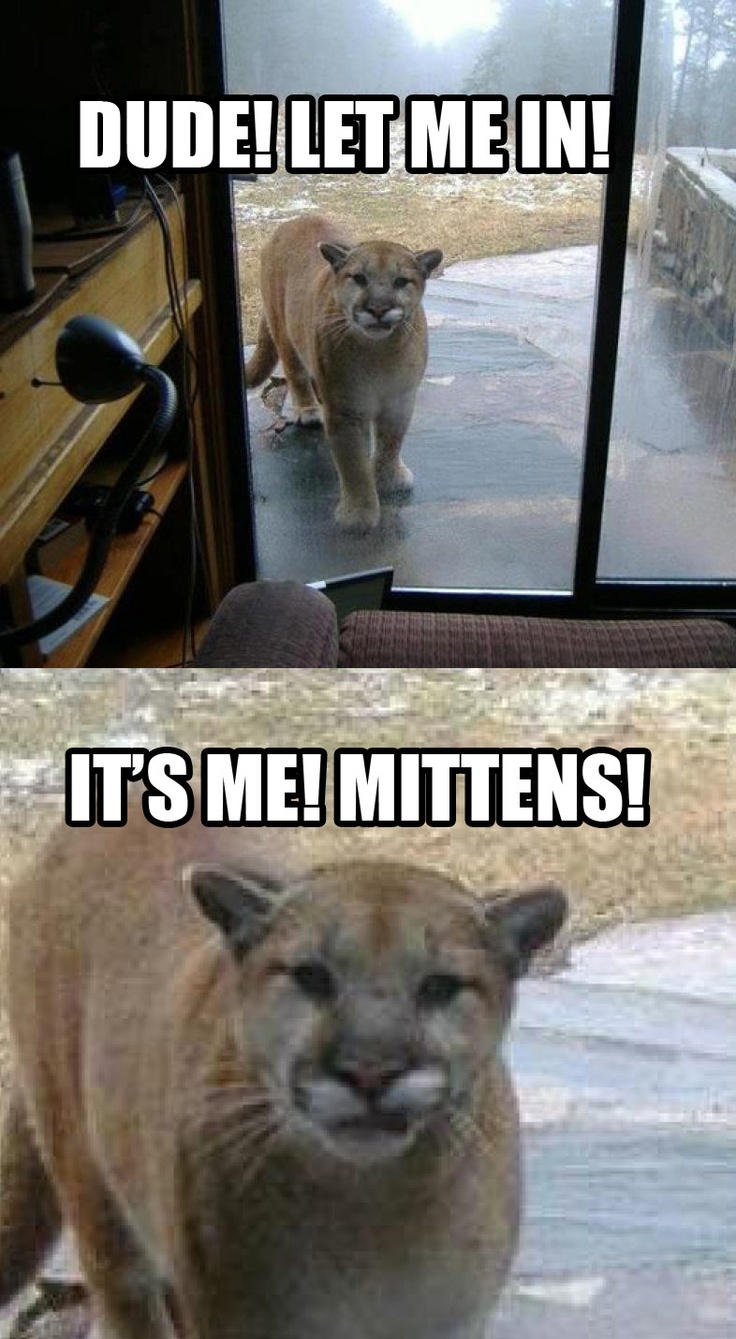 Really..its mittens - meme