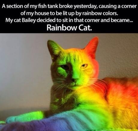 rainbow - meme