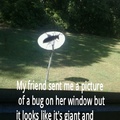 Giant bug