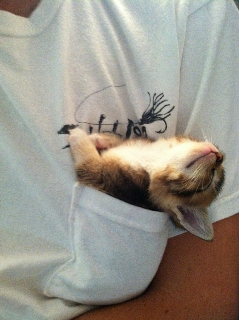 Tiny kitty! - meme