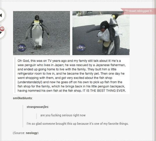 penguinsss :D - meme