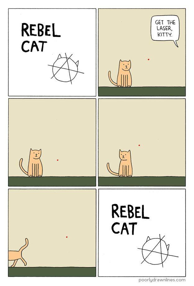 Rebel cat  - meme