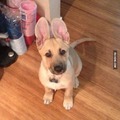 ses oreille sont trés grande