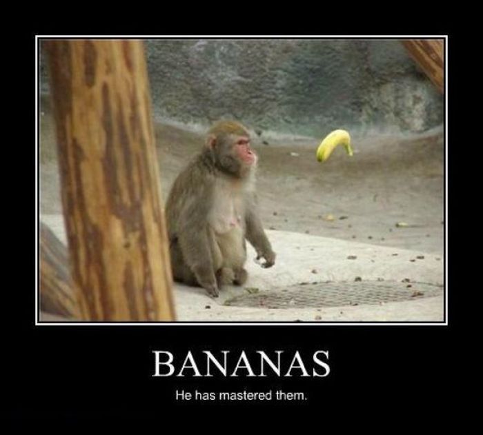 Banana chimp? - meme