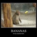 Banana chimp?