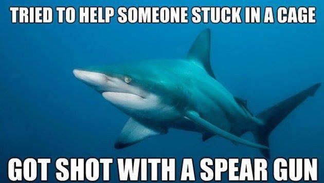 Mrs. misunderstood sharky shark - meme