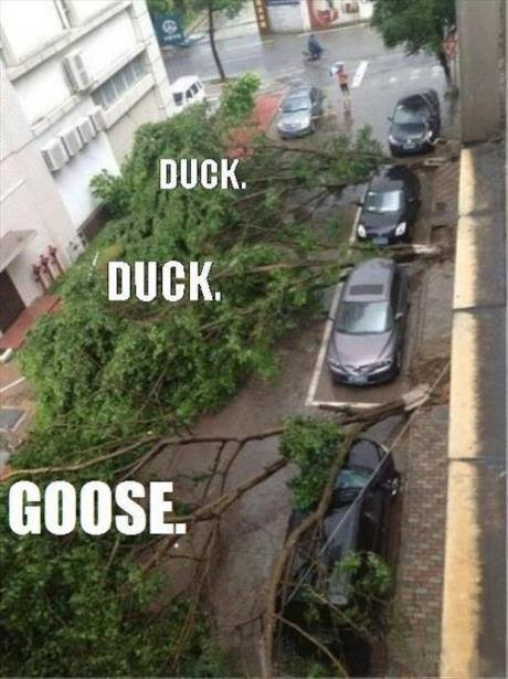 Goose! - meme