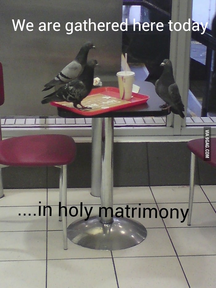 pigeon wedding. What's there for food? - meme
