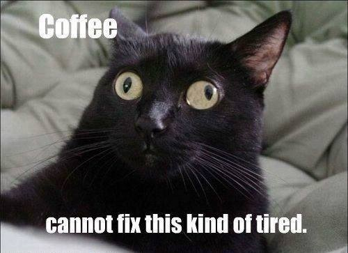 Coffee cat - meme