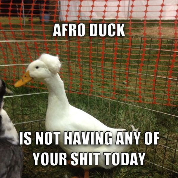 Afro duck - meme