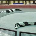play with these cute panda's