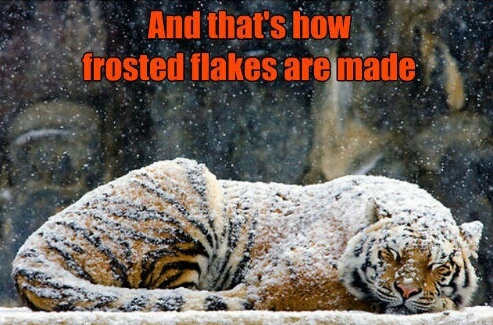 frosted snow flakes - meme