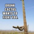 cactus bebado quer lutar