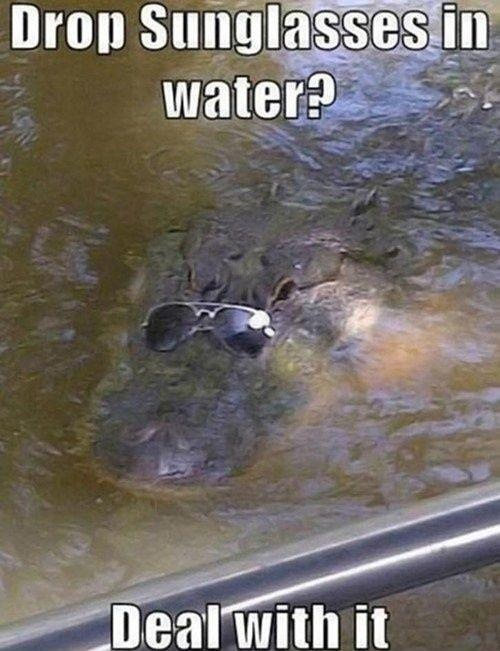 Gator glasses - meme