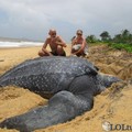 une grosse tortue de plage