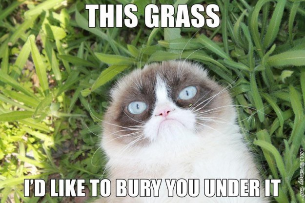 Grumpy cat strikes again... - meme