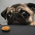 por favor cara, para de bater essa ft e pega esse biscoito aí pra mim, por favor cara!