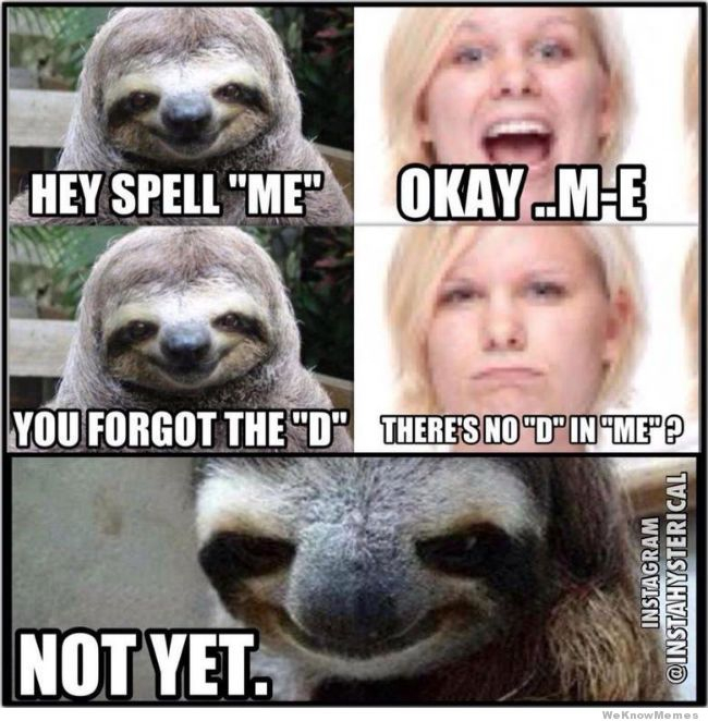 Sloth.  - meme