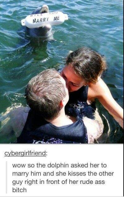 kiss kiss dolphin - meme