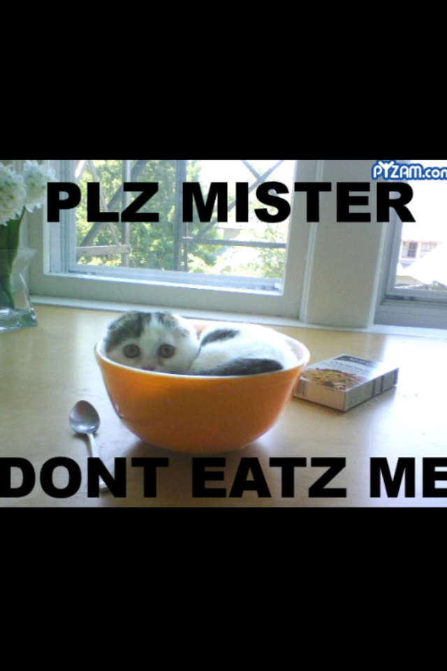 Don't eat the kitty - meme