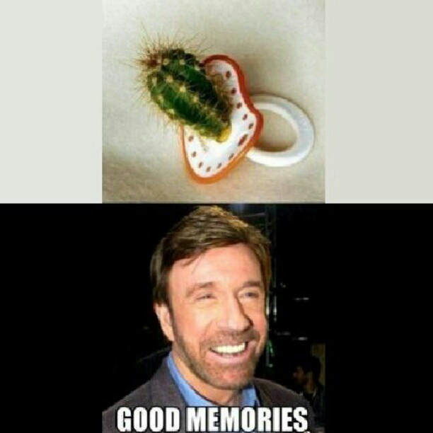 chuck norris approved - meme