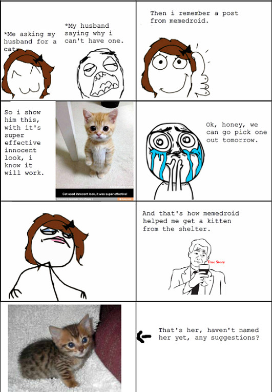 My shelter kitten, always adopt! - meme