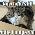cat judges you