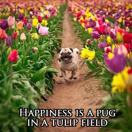 Pugs and tulips - meme
