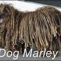 cachorro do Bob Marley