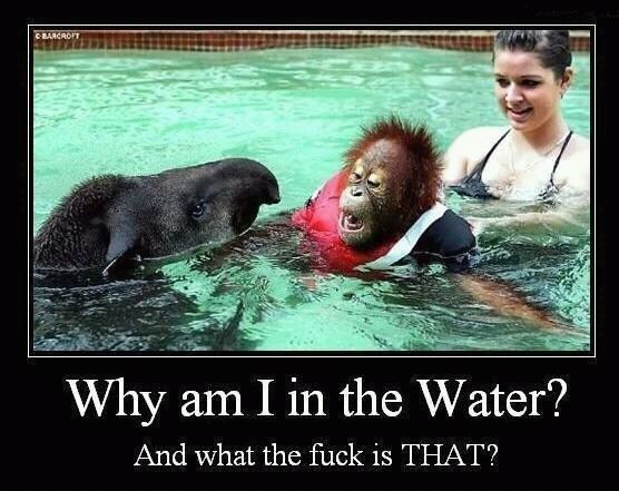 dafuq is in the water??? - meme