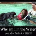 dafuq is in the water???