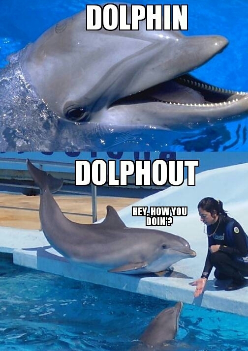 dolphin - meme