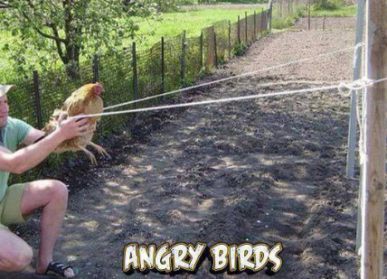 the new angry birds - meme