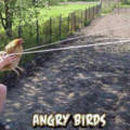 the new angry birds