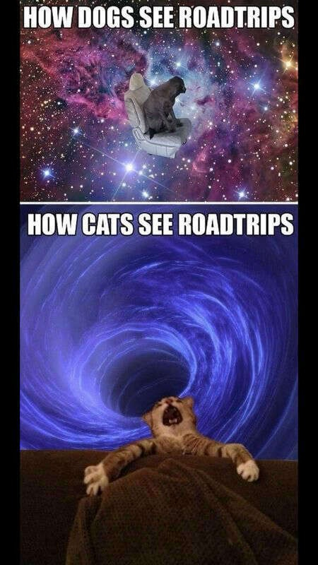 cats and dogs - meme