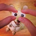 how do you like them googly eyes dog?