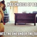 this is my dog....all the time....