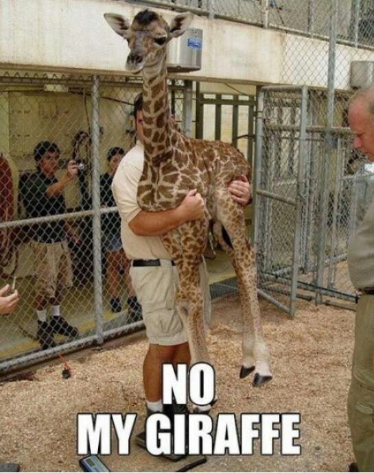 all your giraffes are belong to me - meme