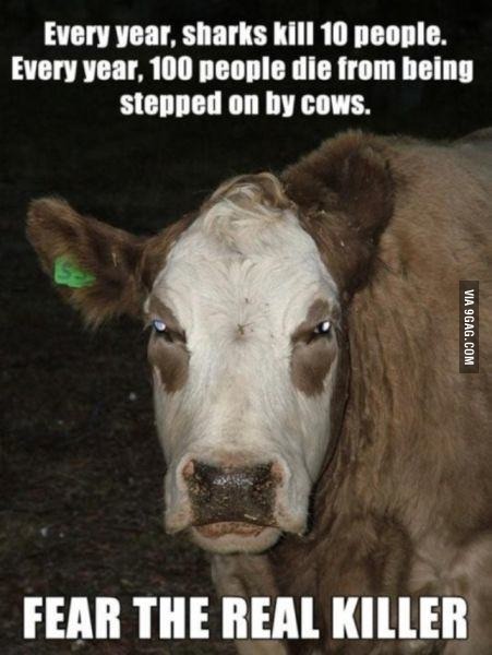 Fuckin' cows - meme