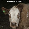 Fuckin' cows
