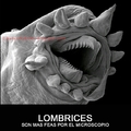lombrices