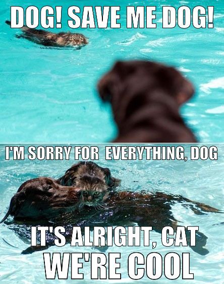 Dog to the rescue! - meme